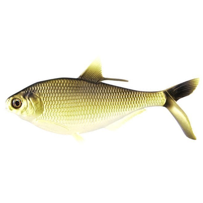 Силиконовая приманка 13 Fishing B.A.M.F. Shad 8 203 мм 1 шт Gold Retriver   CB-BAMF8-3 — характеристики,  особенности конструкции