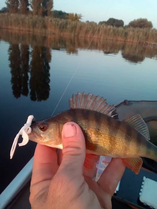 Силиконовая приманка CF Company Nimble 1.6 40 мм 9 шт 59   49-40-59-6 — крупный план
	                                    1