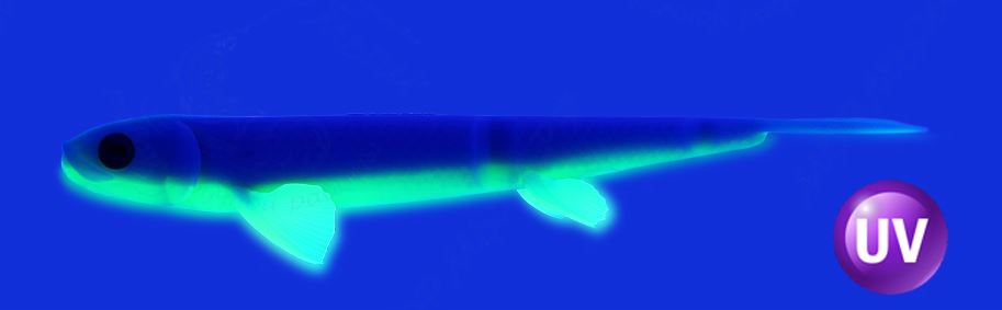 Силиконовая приманка Мормыш Sebastian 8.0 20 мм 2 шт 03 — крупный план
	                                    1