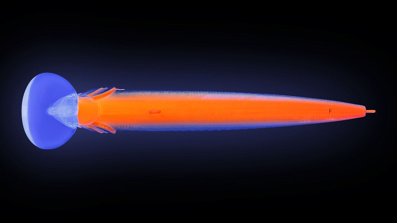 Воблер Strike Pro Beakster 110 A56RGB Smoked Skeleton Lightning 13,7 гр   EG-124C#A56RGB — крупный план
	                                    1