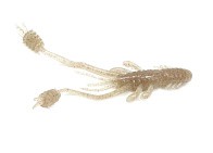 Силиконовая приманка Reins Ring Shrimp 3 76 мм 12 шт 023-Tenaga Red   RS3-023 — варианты, разновидности модели