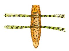 Силиконовая приманка Fish Arrow AirBag Bug 1.2 30 мм 6 шт 04-Moebi   FAAB1204 — цена и наличие в каталоге