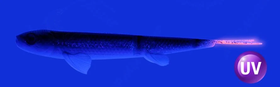 Силиконовая приманка Мормыш Sebastian 8.0 20 мм 2 шт 02 — крупный план
	                                    1